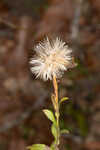 Georgia aster